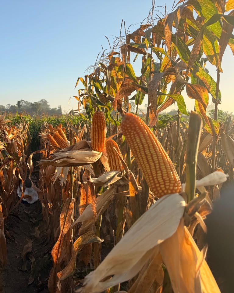 Tongkol jagung RP 01 di barisan tanaman jagung siap panen